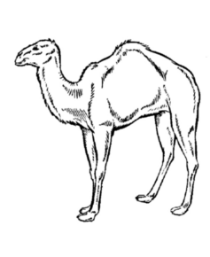 Disegno di dromedario da stampare e colorare 15