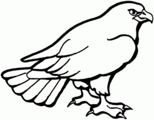 Disegno di falco da stampare e colorare 2