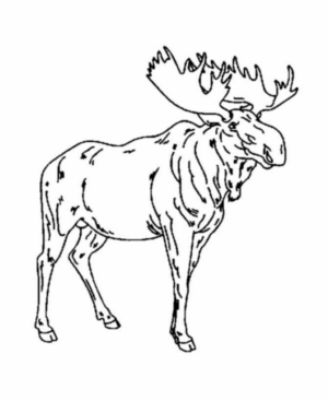 Disegno di alce da stampare e colorare 21