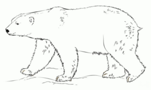 Disegno di orso polare da stampare e colorare 27