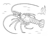 Disegni di Aragoste da colorare