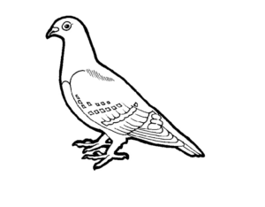 Disegno di colomba da stampare e colorare 53