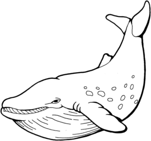 Disegno di balena da stampare e colorare 13