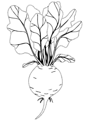 Disegno di rapa da stampare e colorare 3