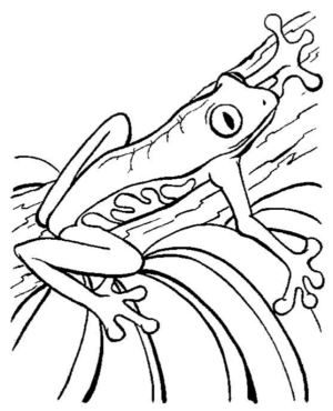 Disegno di rana da stampare e colorare 64