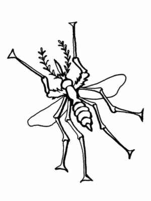 Disegno di zanzara da stampare e colorare 12