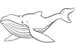 Disegno di balena da stampare e colorare 22