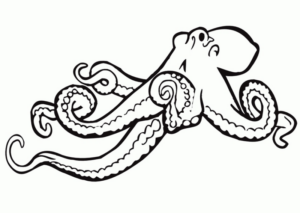 Disegno di polpo da stampare e colorare 13