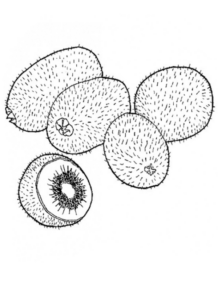 Disegno di kiwi da stampare e colorare 6