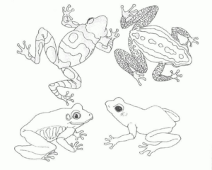 Disegno di rana da stampare e colorare 126