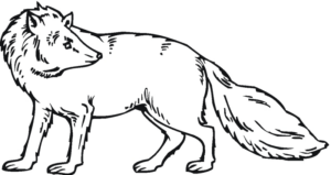 Disegno di volpe da stampare e colorare 9