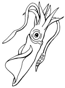 Disegno di piovra da stampare e colorare