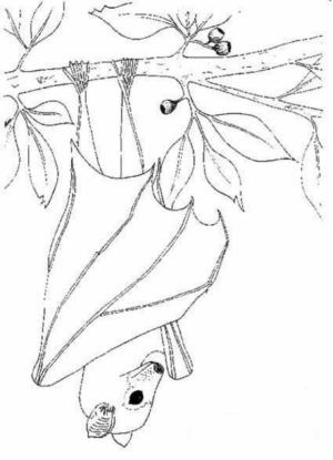 Disegno di pipistrello da stampare e colorare 29