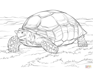Disegno di tartaruga di terra da stampare e colorare 19