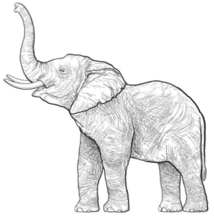 Disegno di elefante da stampare e colorare 130