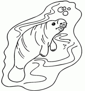 Disegno di foca da stampare e colorare 18
