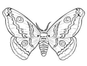 Disegno di farfalla da stampare e colorare 176