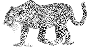 Disegno di leopardo da stampare e colorare 37