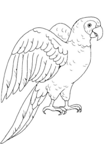 Disegno di pappagallo da stampare e colorare 15