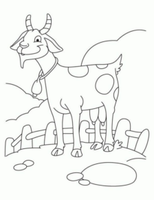 Disegno di capra da stampare e colorare 24