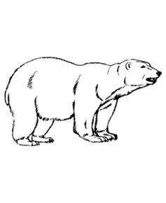 Disegno di orso polare da stampare e colorare 15