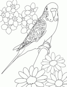 Disegno di pappagallo da stampare e colorare 167