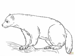 Disegno di orso polare da stampare e colorare 32