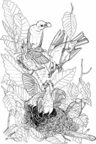 Disegno di passero da stampare e colorare 43
