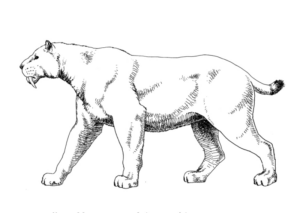 Disegno di tigre dai denti a sciabola da stampare e colorare 3