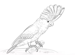 Disegno di pappagallo da stampare e colorare 21