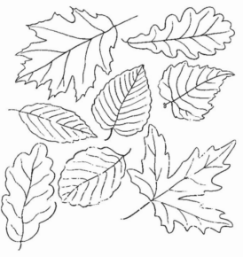 Disegno di foglia da stampare e colorare 85