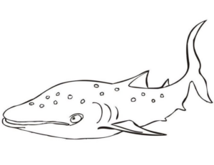 Disegno di squalo da stampare e colorare 81