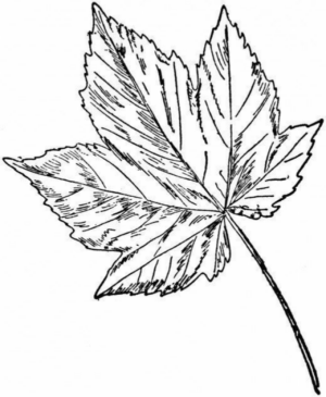 Disegno di foglia da stampare e colorare 25