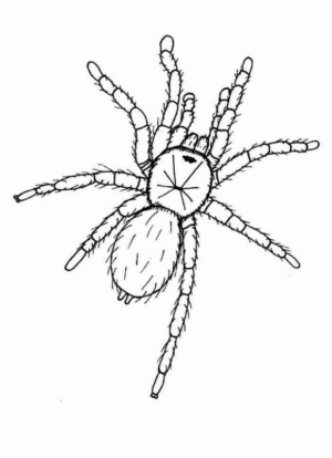 Disegno di ragno da stampare e colorare 94