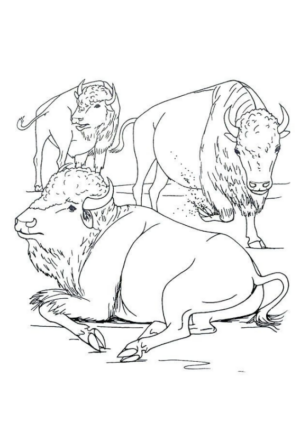 Disegno di bisonte da stampare e colorare 8