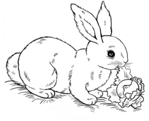 Disegno di coniglio da stampare e colorare 9