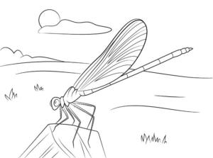 Disegno di libellula da stampare e colorare 9