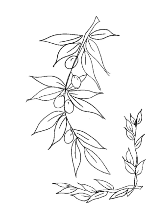 Disegno di foglia da stampare e colorare 202