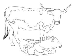 Disegno di toro da stampare e colorare 3