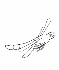 Disegno di libellula da stampare e colorare 45