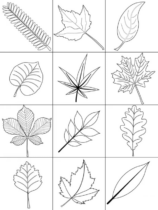 Disegni di Foglie da colorare