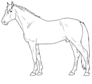 Disegno di cavallo da stampare e colorare 76