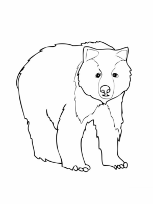 Disegno di orso polare da stampare e colorare 34