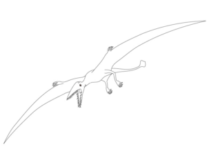 Disegno di Pterodattilo da stampare e colorare 13