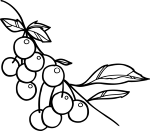 Disegno di ciliegia da stampare e colorare 5