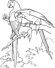 Disegno di pappagallo da stampare e colorare 41