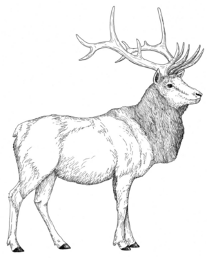 Disegno di cervo da stampare e colorare 23