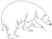 Disegni di Orsi Polari da colorare