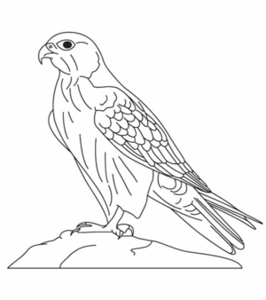 Disegno di falco da stampare e colorare 3