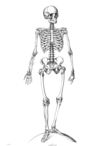 Disegno di parti del corpo da stampare e colorare 9